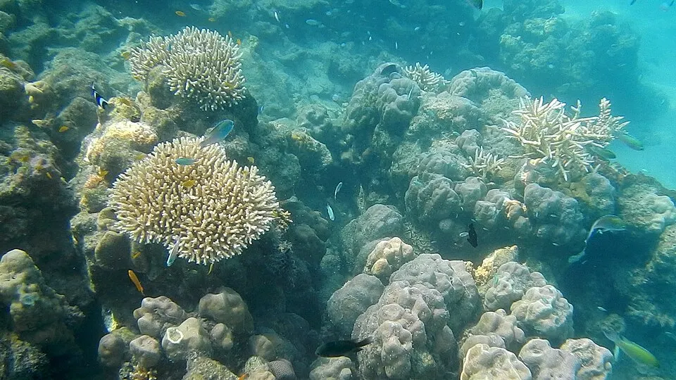 Coral reef and tropical fish underwater at Elephant Beach